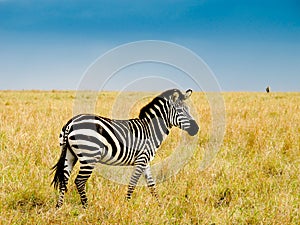 Burchells zebra photo