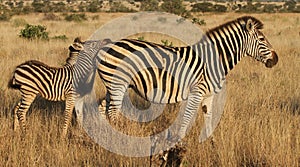 Burchells Zebra