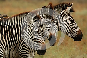 Burchells Zebra