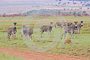 Burchells zebra