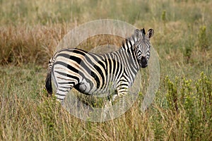 Burchells zebra