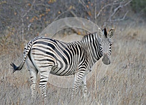 Burchells Zebra