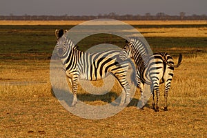 Burchells zebra Close by