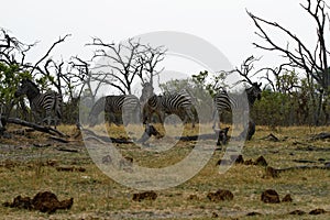 Burchells zebra Close by photo