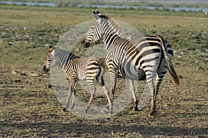 Burchells Zebra or Common Zebras or Punda Milia in Swahili language