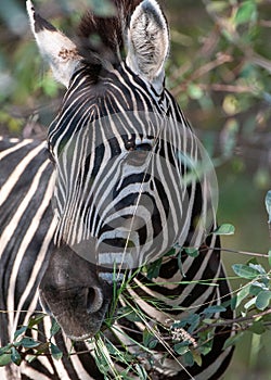 Burchells Zebra (Equus burchelli) Marakele National Park, South Africa