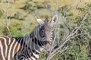 Burchells zebra Equus quagga