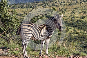 Burchells zebra Equus quagga