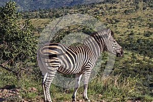 Burchells zebra Equus quagga