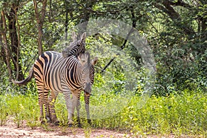 Burchells zebra Equus quagga