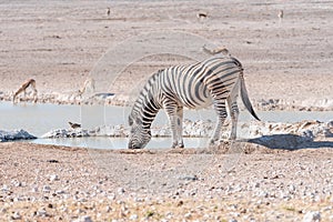 Burchells zebra, Equus quagga burchellii, drinking water at a wa