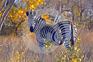 Burchells zebra (Equus quagga burchellii) photo