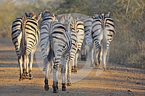 Burchells zebra (Equus quagga burchellii)