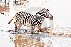 Burchells zebra, Equus quagga burchellii, walking in muddy water