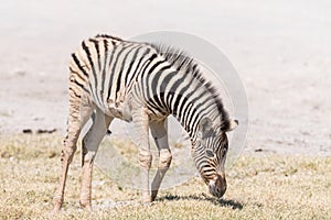 Burchells zebra foal, Equus quagga burchellii, grazing