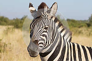 Burchells Zebra Head Profile  Closeup