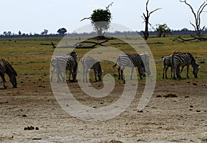 Burchells zebra herd grazing