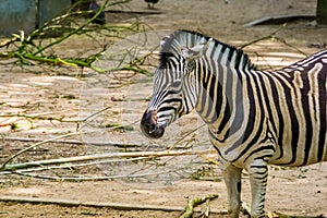 Burchells zebra with its face in closeup, common tropical horse specie from Africa