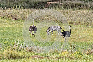 Burchells zebra and male and female ostriches with a chick