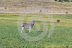 Burchells zebra with a male ostrich running in the back