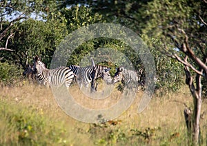 Burchells zebra at the Nxai Pan Nationalpark in Botswana