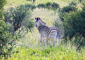 Burchells zebra at the Nxai Pan Nationalpark in Botswana