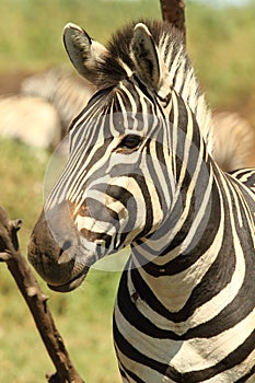 Burchells Zebra portrait