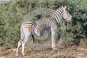 Burchells zebra stallion with genitals visible