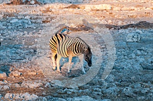 Burchells zebra walking