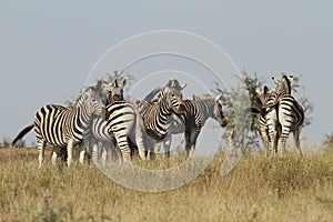 Burchells Zebras