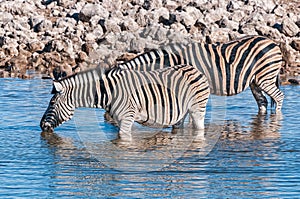 Burchells zebras drinking water in a waterhole