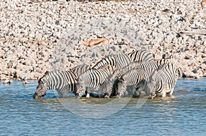 Burchells zebras drinking water at a waterhole in Northern Namibia