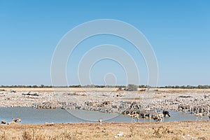 Burchells zebras drinking water at a waterhole in Northern Namibia