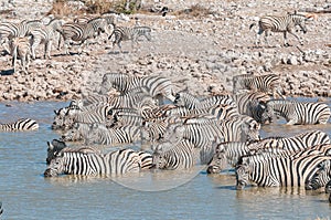 Burchells zebras drinking water at a waterhole in Northern Namibia