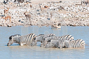 Burchells zebras drinking water in a waterhole in Northern Namibia