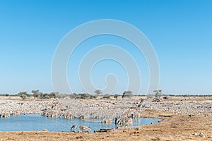 Burchells zebras drinking water at a waterhole in Northern Namibia