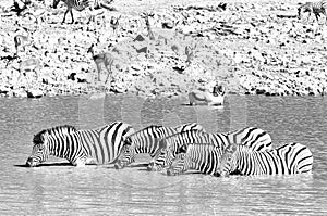 Burchells zebras drinking in a waterhole in Northern Namibia. Monochrome
