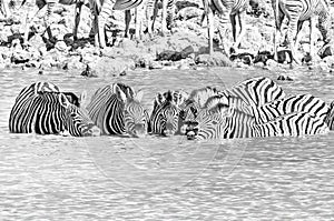 Burchells zebras drinking in a waterhole in Northern Namibia. Monochrome