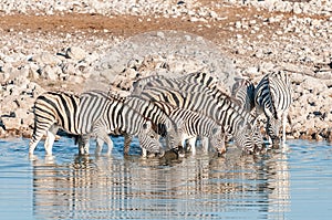 Burchells Zebras Equus quagga burchellii drinking water