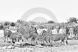 Burchells Zebras and Hartmann Mountain Zebras. Monochrome