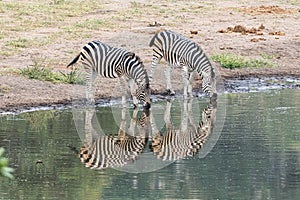 Burchells zebras, with reflections, at a waterhole
