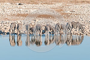 Burchells zebras, with their reflections visible, drinking water