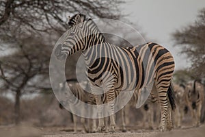 Burchells Zebras at the waterhole, Etosha national park, Namibia, Africa