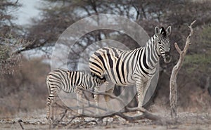 Burchells Zebras at the waterhole, Etosha national park, Namibia, Africa