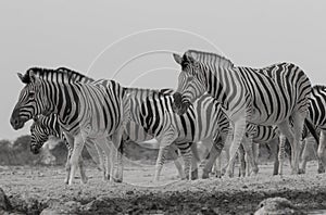 Burchells Zebras at the waterhole, Etosha national park, Namibia, Africa