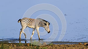 Burchellâ€™s zebra baby in the riverbank in Kruger National park