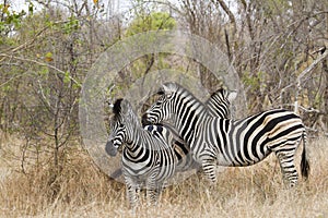 Burchellâ€™s zebra in Kruger National park