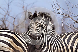 Burchellâ€™s zebra in Kruger National park