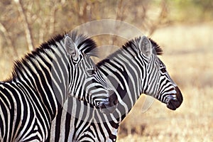 Burchellâ€™s zebra in Kruger National park