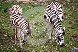 Burchellâ€™s zebra mare and young foal